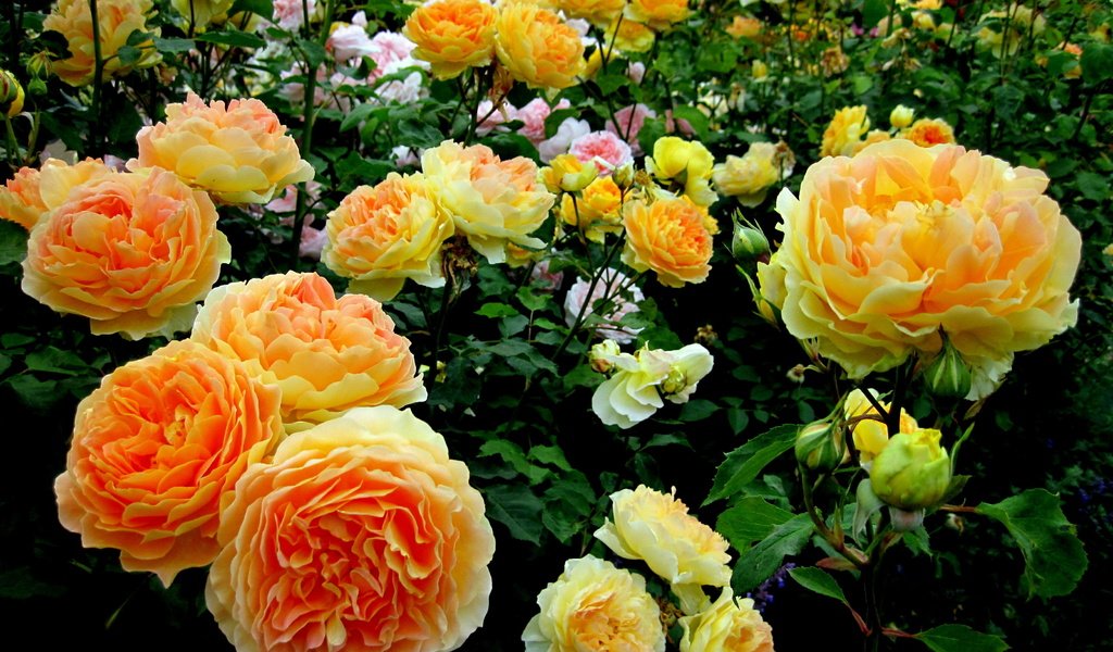 Обои цветы, розы, сад, flowers, roses, garden разрешение 3264x2448 Загрузить