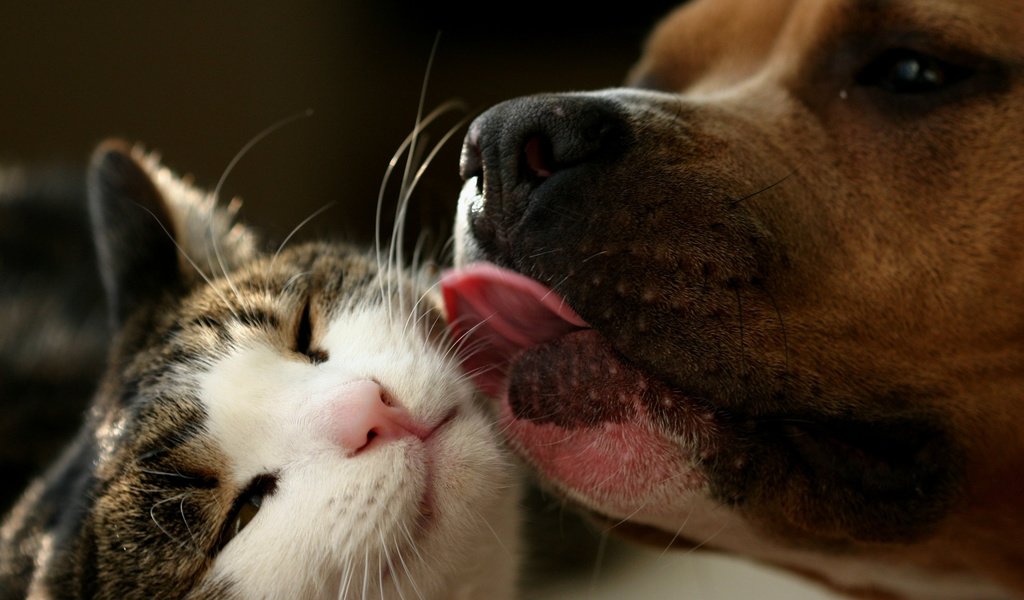 Обои животные, кошка, собака, язык, дружба, поцелуй, любвь, animals, cat, dog, language, friendship, kiss, love разрешение 2560x1600 Загрузить