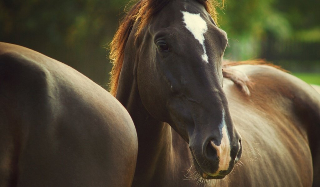 Обои глаза, лошади, грива, окрас, eyes, horse, mane, color разрешение 1920x1280 Загрузить