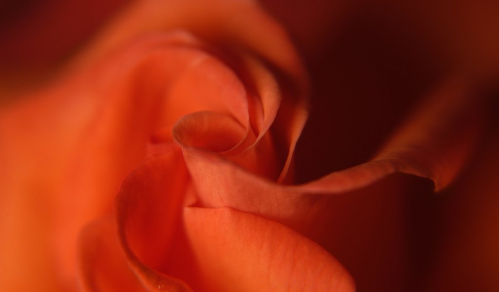 Обои роза, лепестки, бутон, best wallpapers, rose, petals, bud разрешение 1920x1200 Загрузить