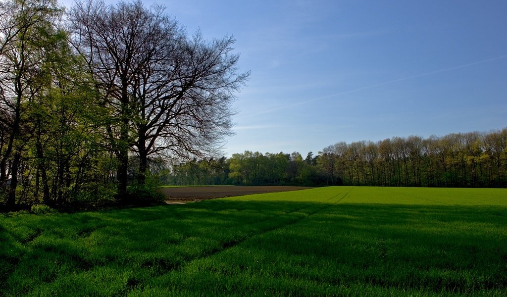 Обои небо, трава, деревья, поле, the sky, grass, trees, field разрешение 1920x1080 Загрузить