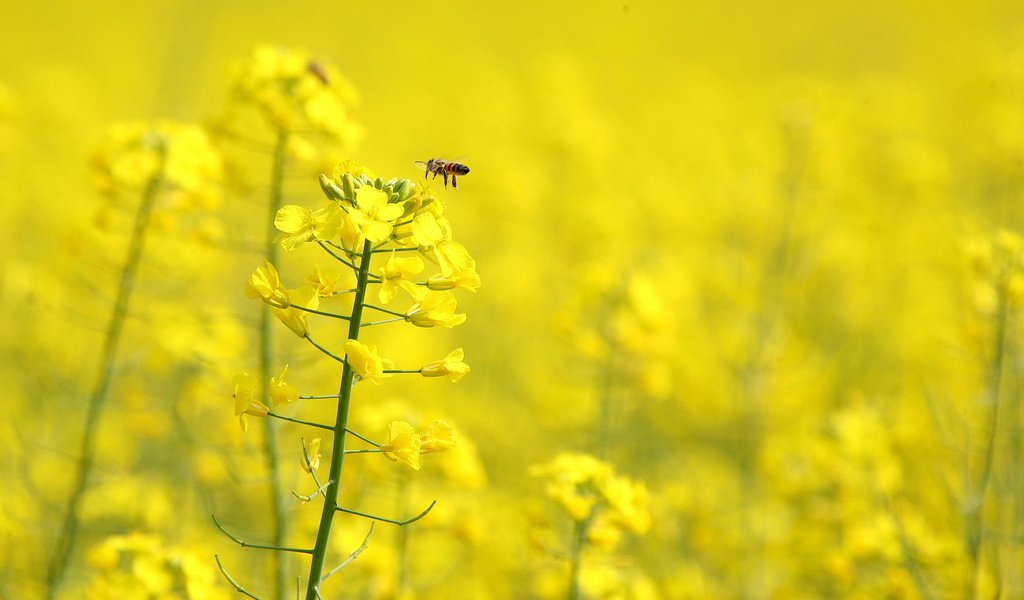 Обои цветы, насекомое, крылья, пчела, желтые, рапс, flowers, insect, wings, bee, yellow, rape разрешение 1920x1080 Загрузить