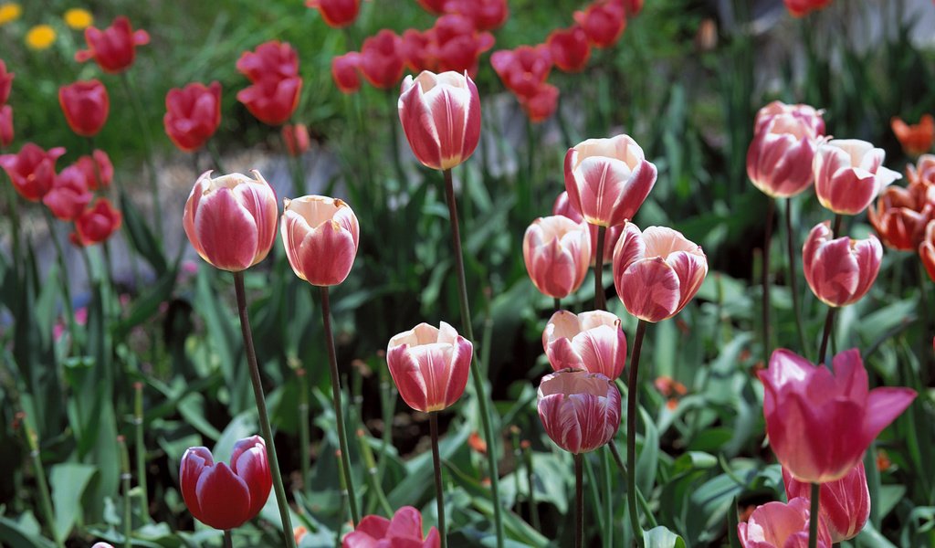 Обои цветы, весна, тюльпаны, flowers, spring, tulips разрешение 2560x1920 Загрузить