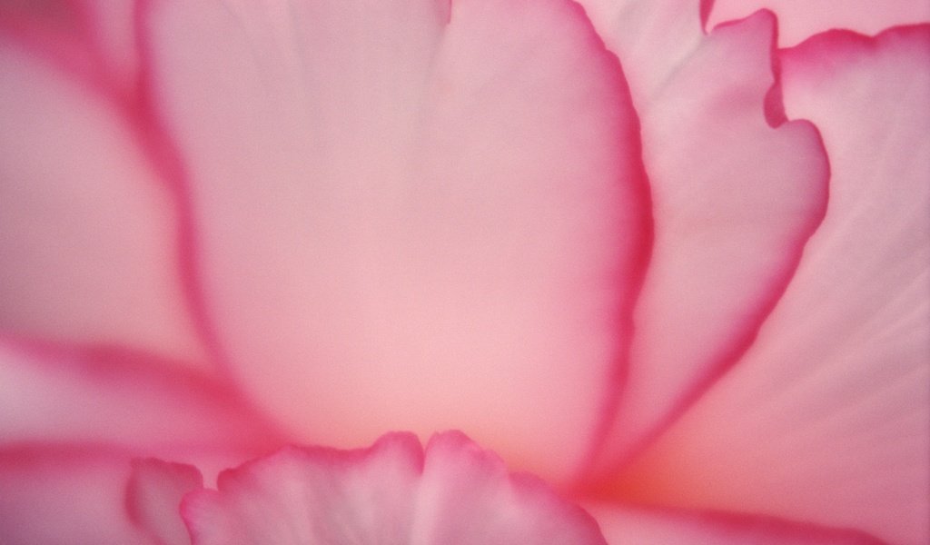 Обои цветок, лепестки, розовые, крупным планом, flower, petals, pink, closeup разрешение 3000x1981 Загрузить