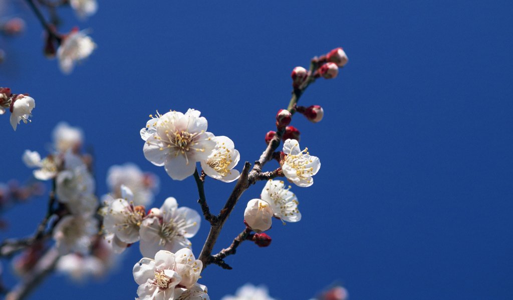 Обои небо, цветение, ветки, весна, the sky, flowering, branches, spring разрешение 2560x1920 Загрузить