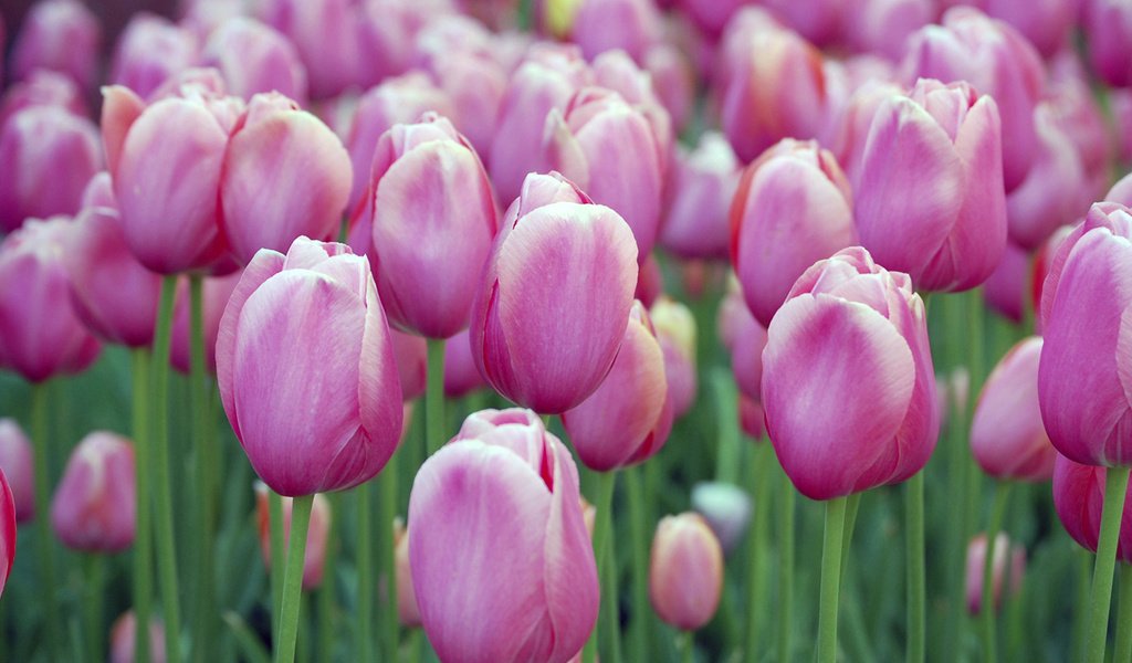 Обои бутоны, тюльпаны, buds, tulips разрешение 1920x1080 Загрузить