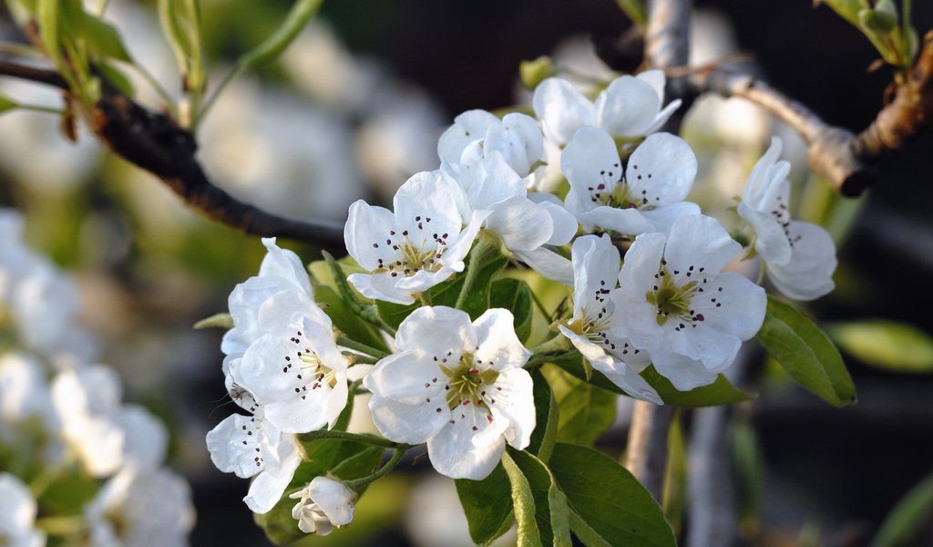 Обои цветение, весна, яблоня, flowering, spring, apple разрешение 3872x2592 Загрузить