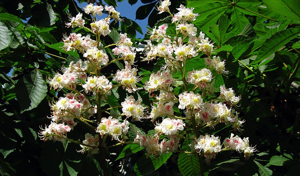 Обои цветы, цветение, листья, ветки, каштан, зеленый листья, flowers, flowering, leaves, branches, chestnut разрешение 1920x1200 Загрузить