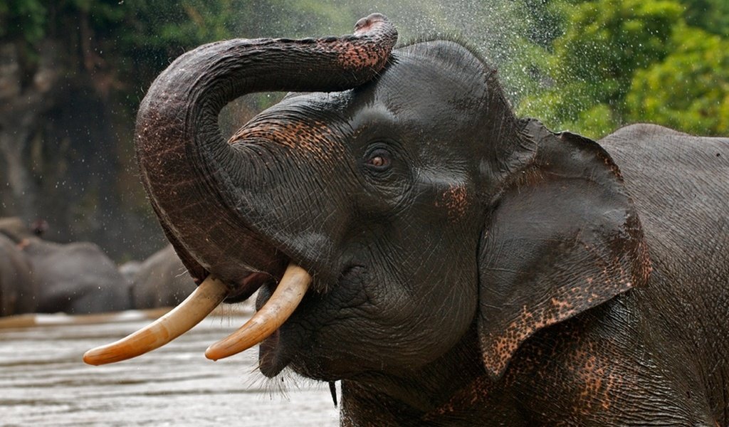 Обои вода, слон, хобот, water, elephant, trunk разрешение 1900x1260 Загрузить
