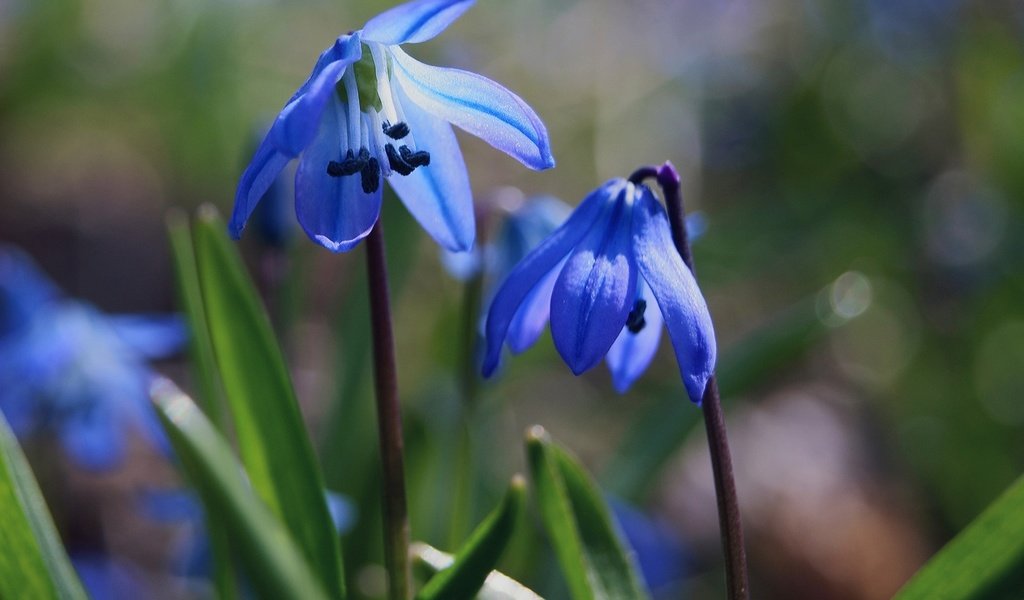 Обои цветы, трава, природа, макро, весна, синие, пролеска, flowers, grass, nature, macro, spring, blue, scilla разрешение 1920x1200 Загрузить