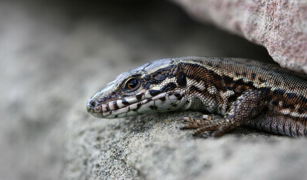 Обои камни, макро, ящерица, рептилия, расщелина, щель, stones, macro, lizard, reptile, cleft, the gap разрешение 1920x1200 Загрузить