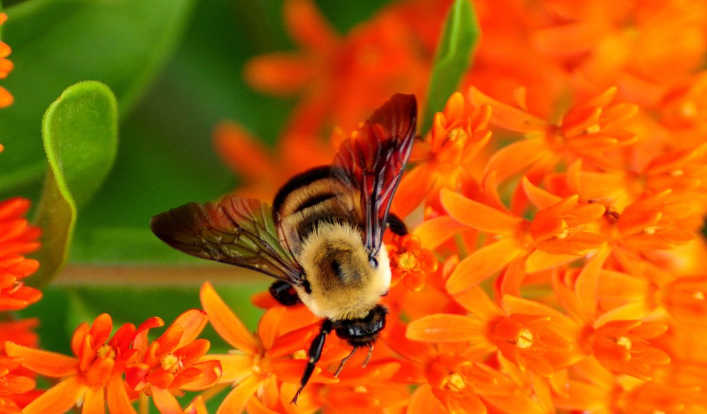 Обои насекомое, цветок, крылья, пчела, опыление, цветы природа, insect, flower, wings, bee, pollination, flowers nature разрешение 1920x1200 Загрузить