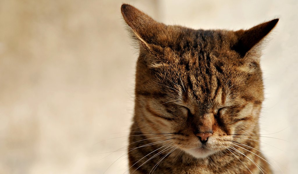 Обои кот, мордочка, усы, кошка, ушки, зажмурилась, cat, muzzle, mustache, ears, he closed his eyes разрешение 1920x1080 Загрузить