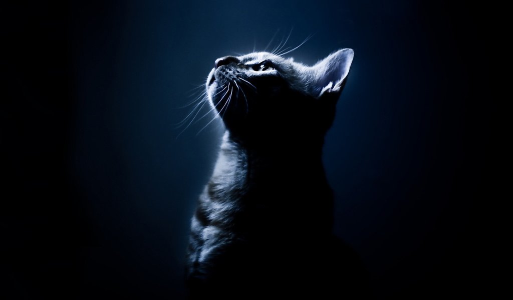 Обои кот, мордочка, усы, кошка, взгляд, профиль, черный фон, cat, muzzle, mustache, look, profile, black background разрешение 1920x1440 Загрузить