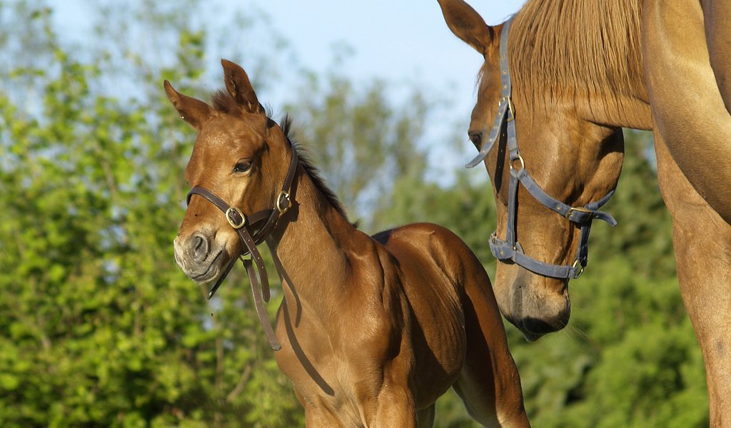 Обои лошадь, horse разрешение 1920x1440 Загрузить