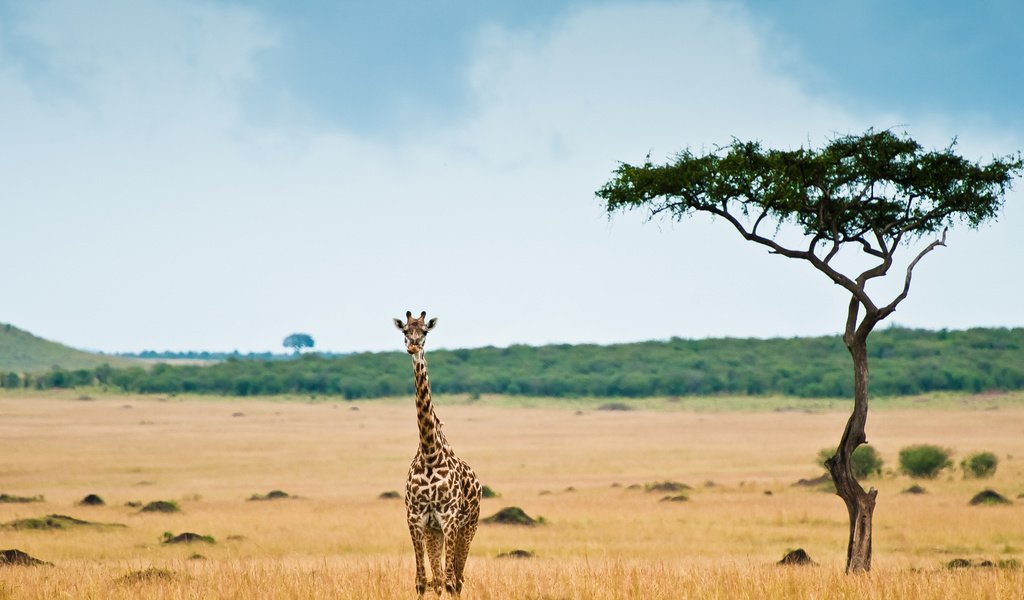 Обои африка, жираф, саванна, africa, giraffe, savannah разрешение 2560x1700 Загрузить