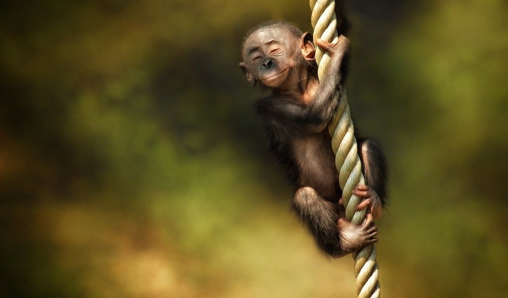 Обои канат, обезьяна, детеныш, rope, monkey, cub разрешение 1920x1200 Загрузить