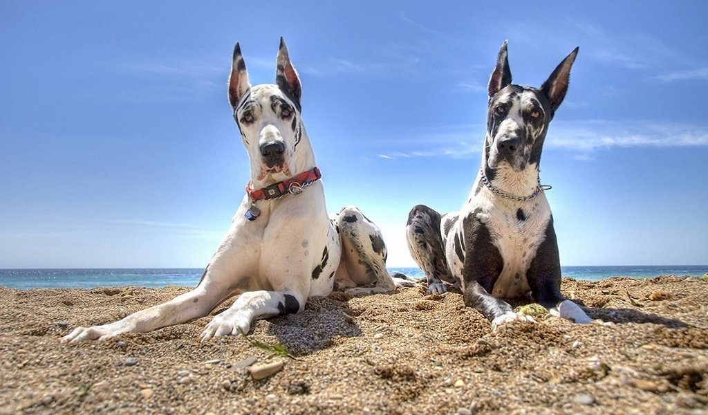 Обои песок, пляж, собаки, немецкий дог, дог, sand, beach, dogs, great dane, dog разрешение 1920x1200 Загрузить