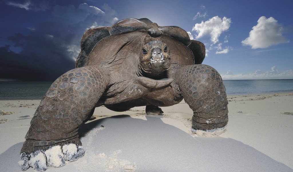 Обои небо, песок, пляж, черепаха, панцирь, галапагосская, гигантская черепаха, the sky, sand, beach, turtle, shell, galapagos, giant turtle разрешение 1920x1080 Загрузить
