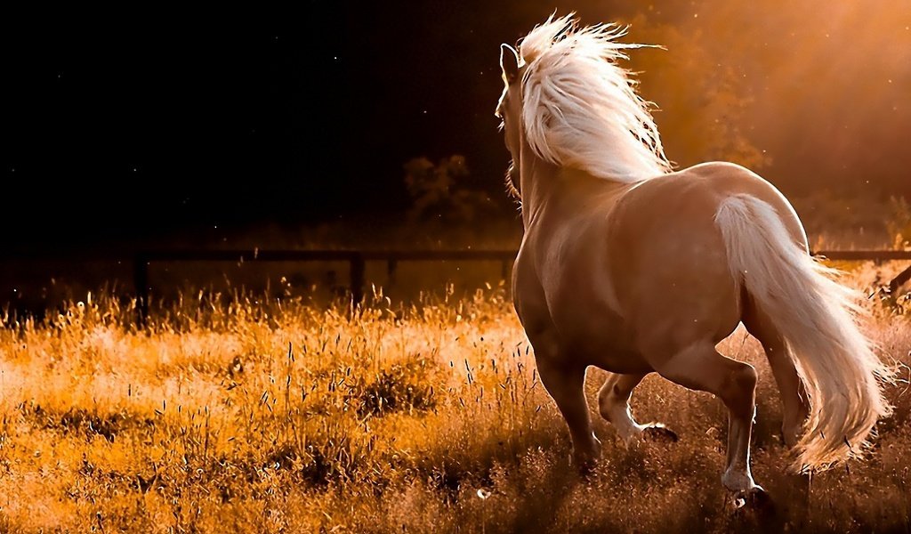 Обои конь, на природе, резвится, horse, nature, sports разрешение 1920x1200 Загрузить