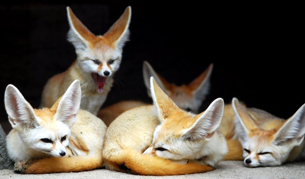Обои животные, лиса, фенек, animals, fox, fenech разрешение 2619x1458 Загрузить