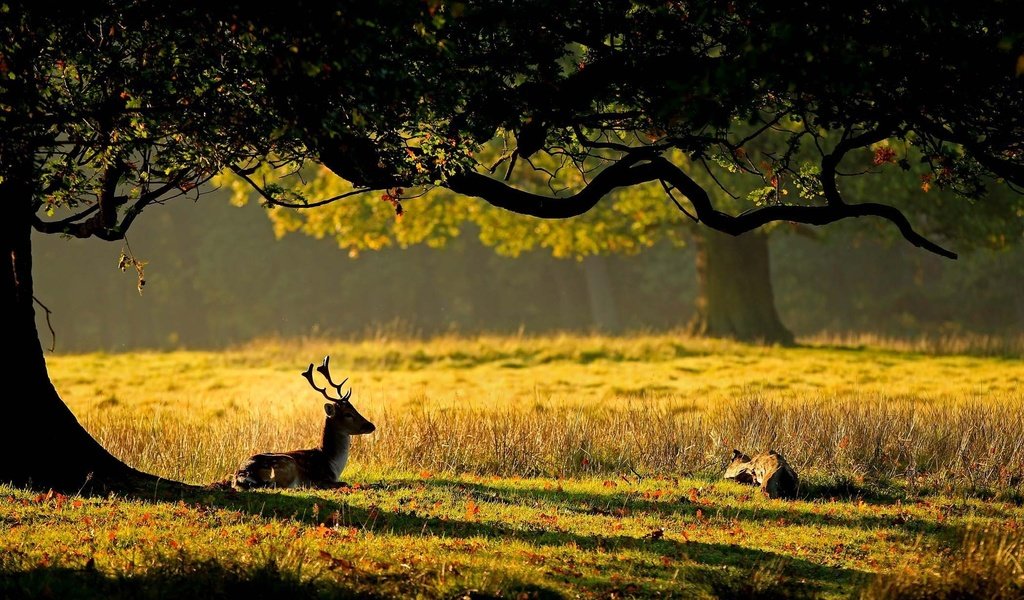 Обои трава, природа, дерево, листья, олень, рога, олени, grass, nature, tree, leaves, deer, horns разрешение 2100x1400 Загрузить