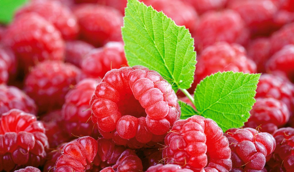 Обои малина, ягоды, листочек, малина и листок, raspberry, berries, leaf, and raspberry leaf разрешение 1920x1200 Загрузить