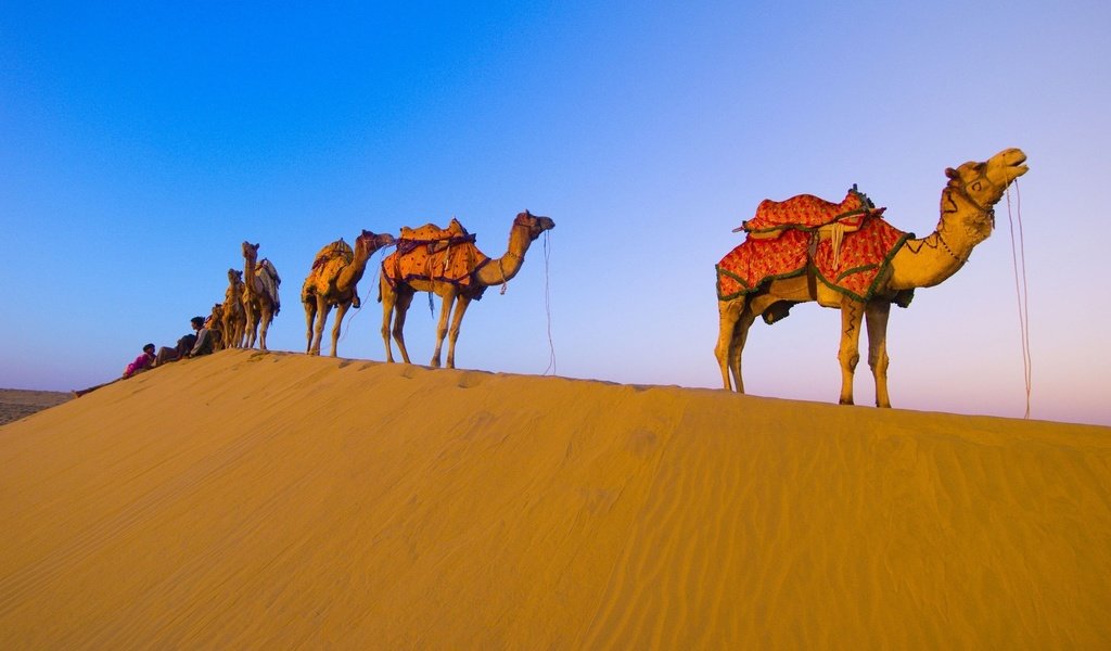 Обои пустыня, караван, верблюды, desert, caravan, camels разрешение 1920x1080 Загрузить