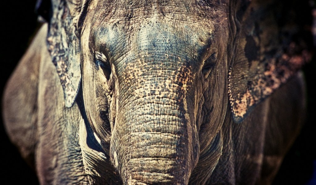 Обои морда, слон, черный фон, уши, face, elephant, black background, ears разрешение 2048x1280 Загрузить