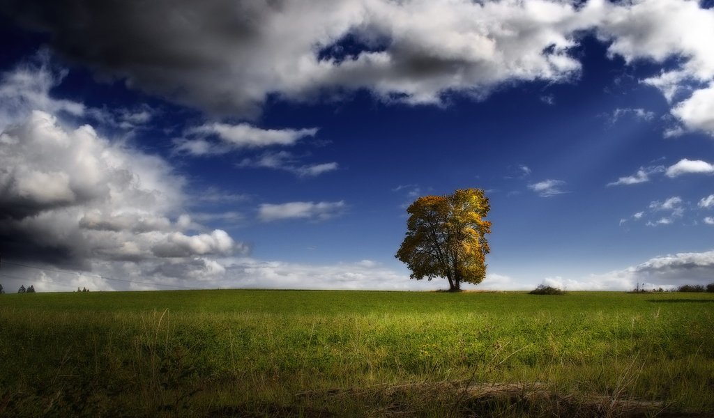 Обои небо, облака, дерево, пейзаж, поле, the sky, clouds, tree, landscape, field разрешение 1920x1080 Загрузить