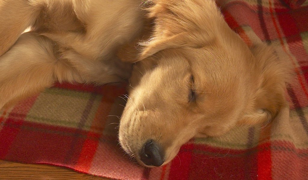 Обои сон, собака, плед, золотистый ретривер, sleep, dog, plaid, golden retriever разрешение 1920x1200 Загрузить