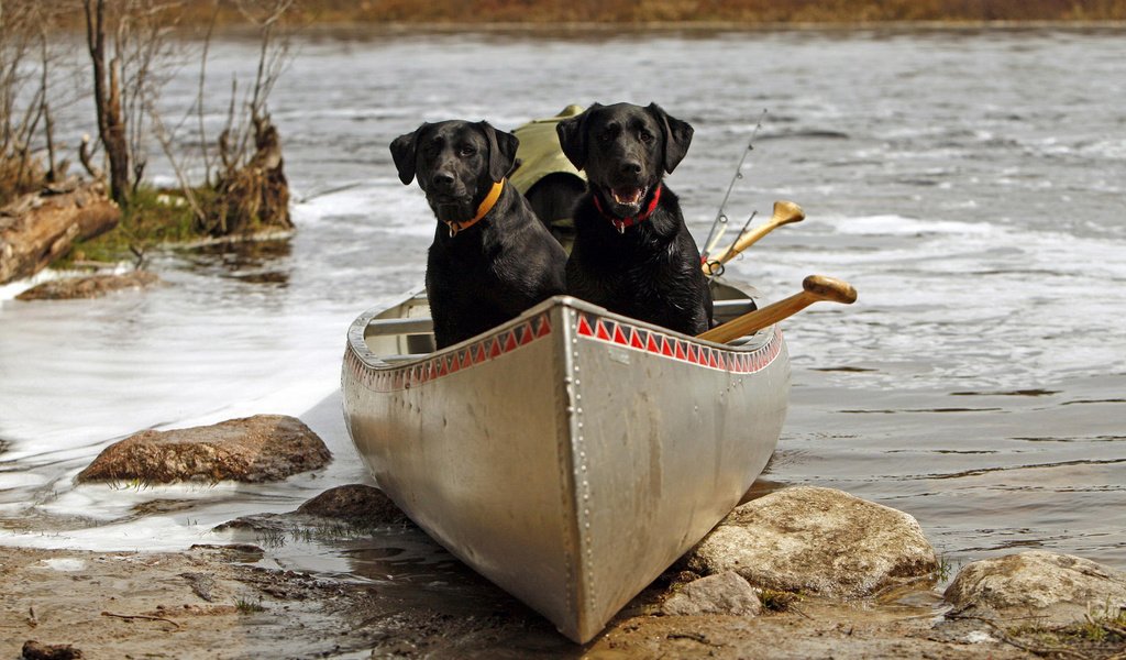 Обои река, камни, лодка, пара, ошейник, собаки, лабрадор ретривер, river, stones, boat, pair, collar, dogs, labrador retriever разрешение 1920x1200 Загрузить