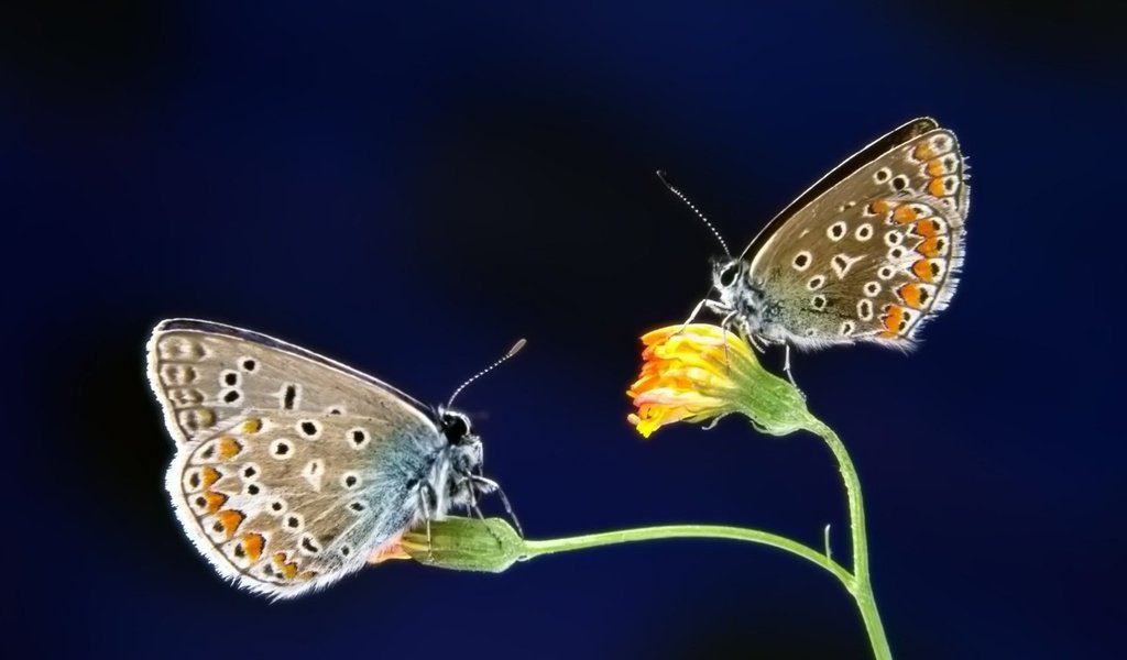 Обои насекомое, цветок, бабочка, крылья, бабочки, голубянка, insect, flower, butterfly, wings, blue разрешение 1920x1200 Загрузить