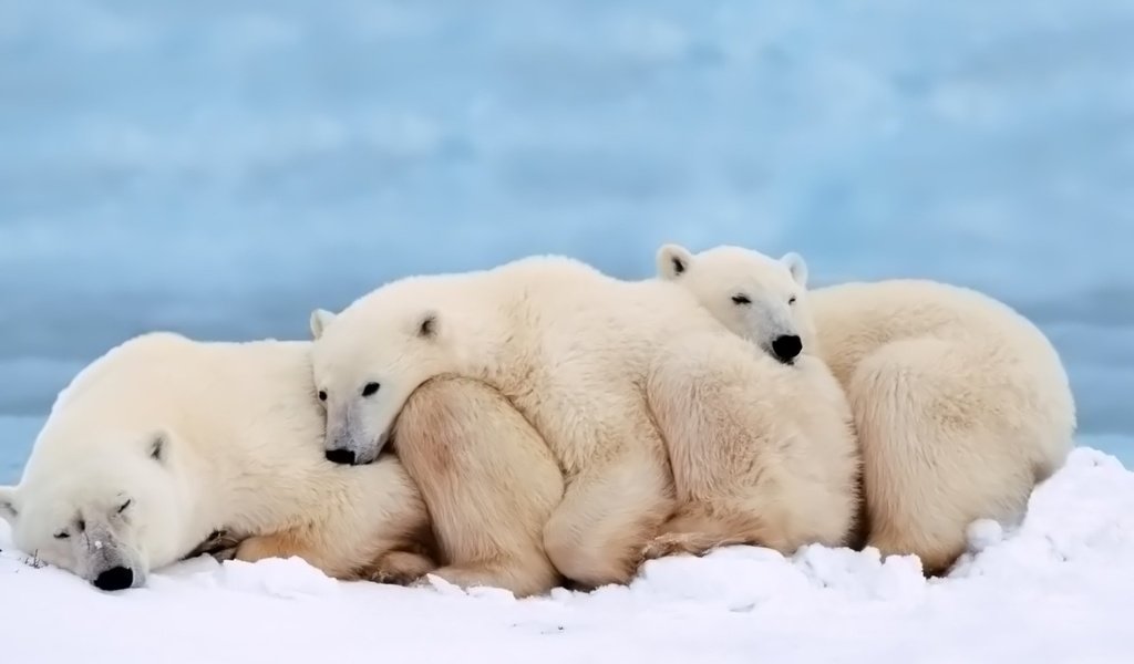 Обои сон, семья, медведи, белый медведь, детеныш, sleep, family, bears, polar bear, cub разрешение 1920x1200 Загрузить