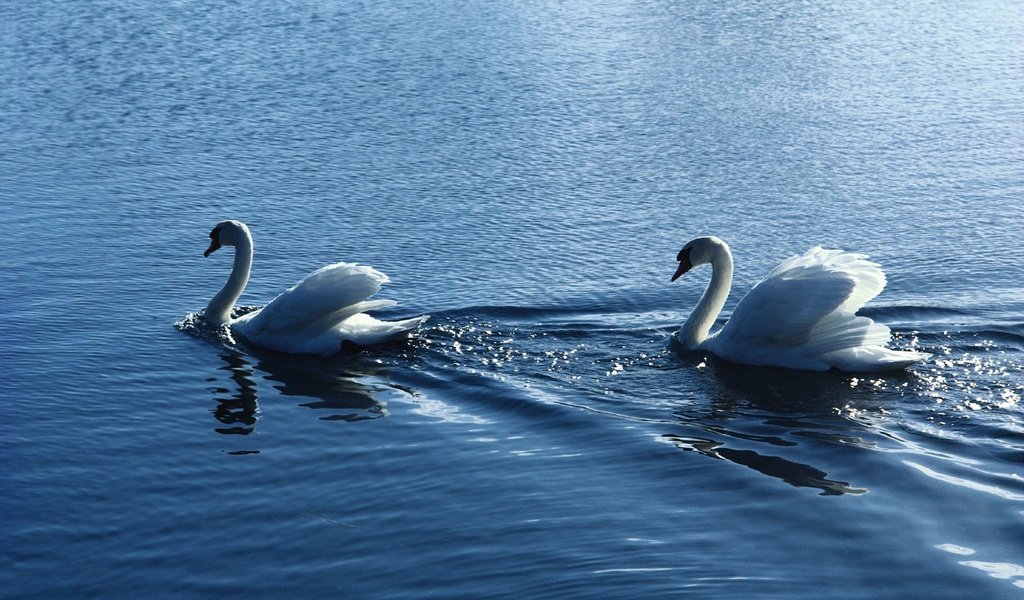 Обои вода, птицы, пара, белые, лебеди, рябь, water, birds, pair, white, swans, ruffle разрешение 1920x1200 Загрузить