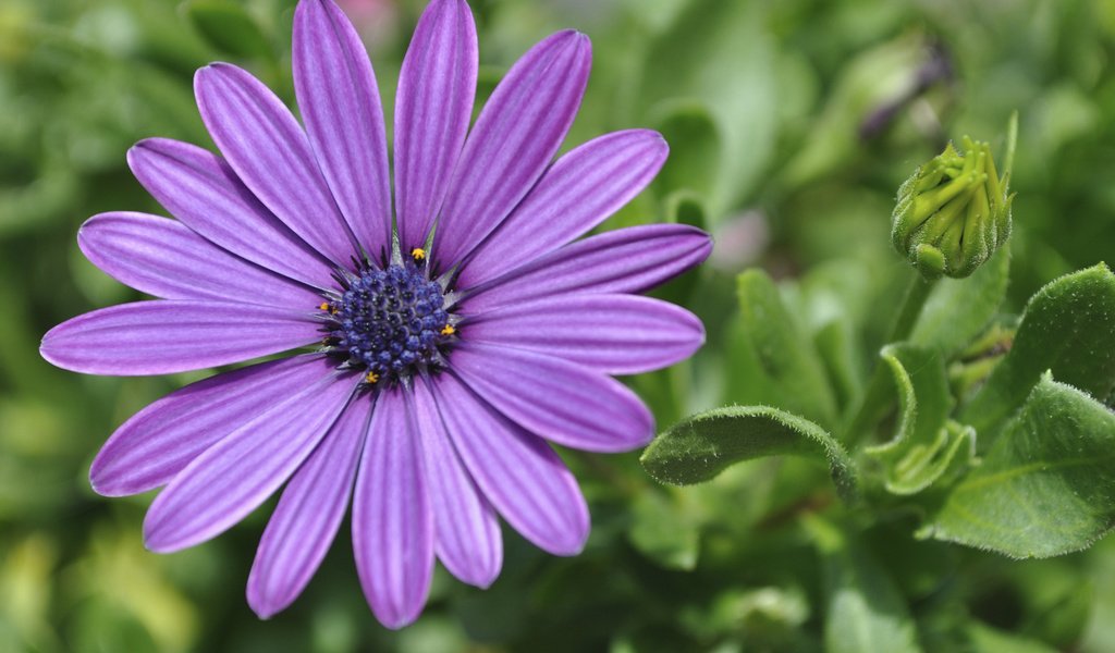 Обои цветок, лепестки, остеоспермум, африканская ромашка, flower, petals, osteospermum, african daisy разрешение 1920x1200 Загрузить