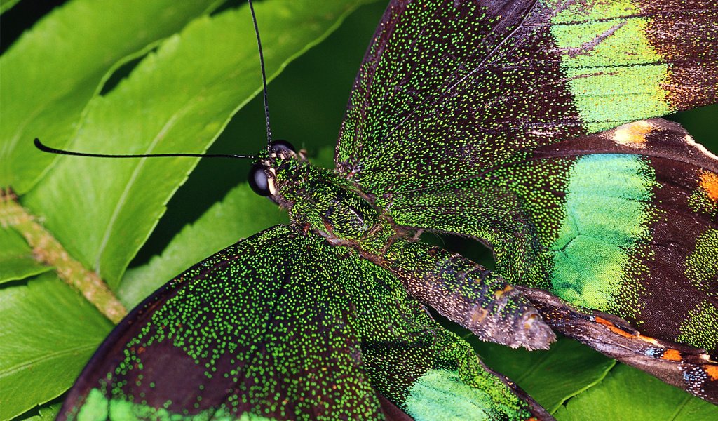 Обои насекомое, бабочка, крылья, крупным планом, insect, butterfly, wings, closeup разрешение 1920x1200 Загрузить