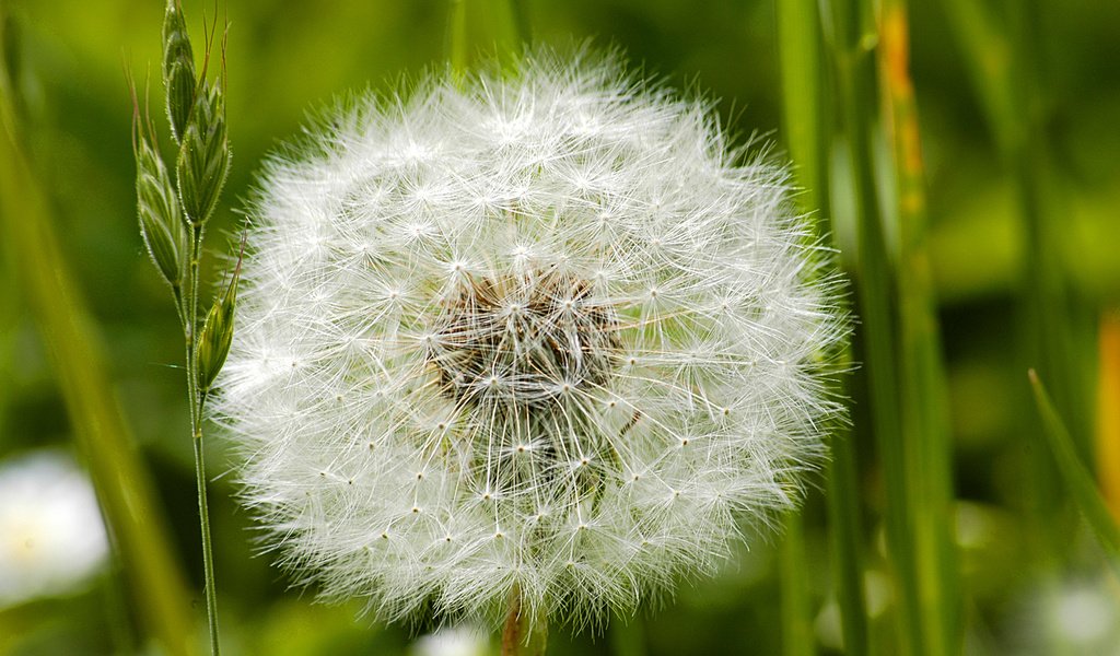 Обои цветок, одуванчик, пух, пушинки, былинки, flower, dandelion, fluff, fuzzes, blade разрешение 1920x1200 Загрузить