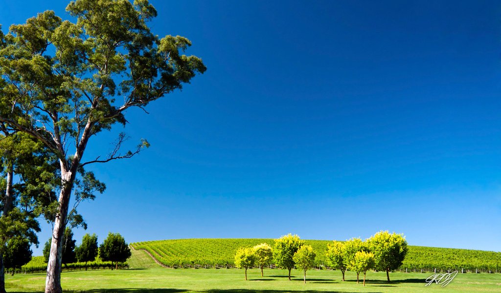 Обои небо, деревья, природа, пейзаж, поле, сад, австралия, the sky, trees, nature, landscape, field, garden, australia разрешение 1920x1200 Загрузить