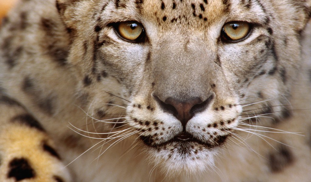 Обои морда, взгляд, снежный барс, ирбис, face, look, snow leopard, irbis разрешение 1920x1080 Загрузить