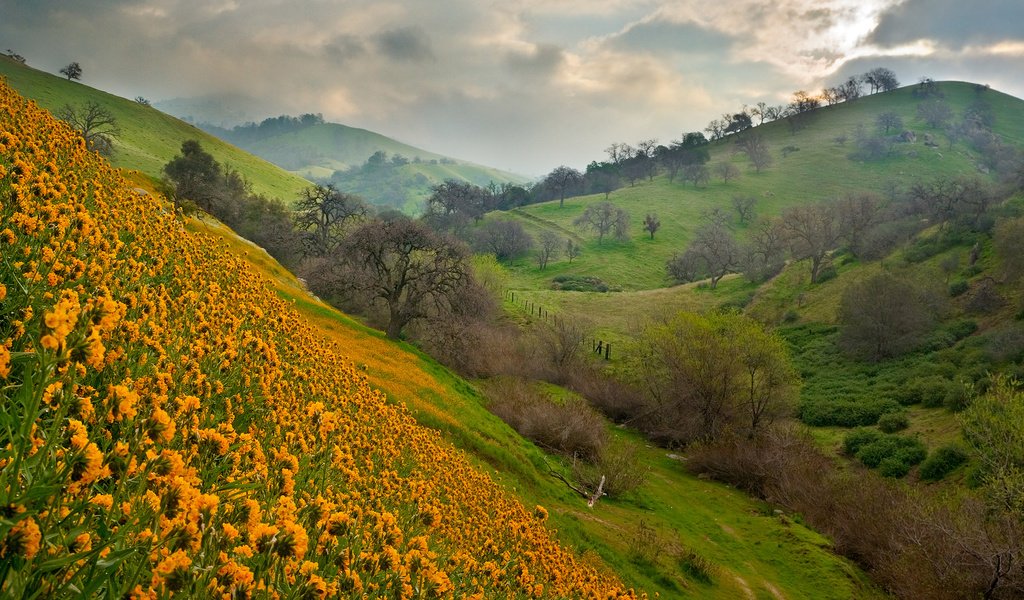 Обои небо, цветы, холмы, природа, пейзаж, лето, the sky, flowers, hills, nature, landscape, summer разрешение 1920x1080 Загрузить