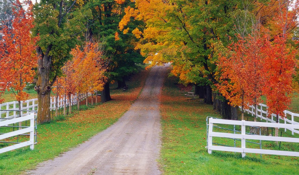 Обои дорога, природа, лес, осень, забор, road, nature, forest, autumn, the fence разрешение 1920x1080 Загрузить