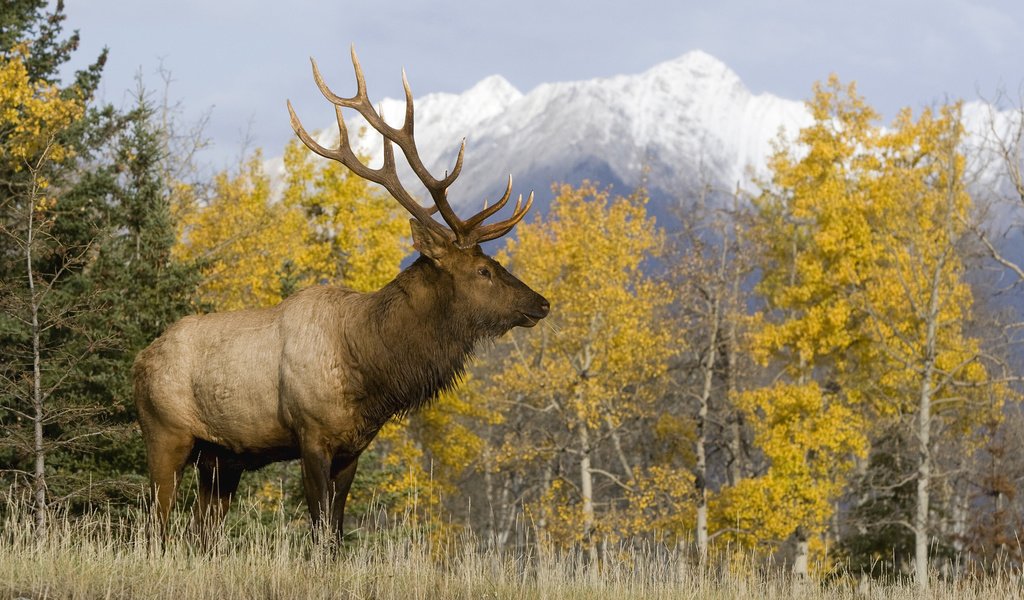 Обои природа, олень, осень, рога, благородный олень, nature, deer, autumn, horns, red deer разрешение 1920x1080 Загрузить