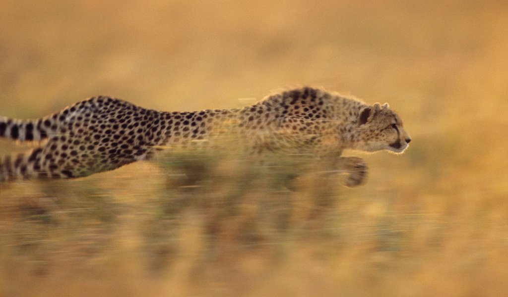 Обои бег, гепард, стремительный, running, cheetah, rapid разрешение 1920x1080 Загрузить