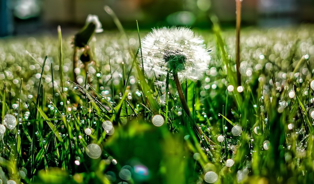 Обои свет, трава, роса, блики, поляна, одуванчик, light, grass, rosa, glare, glade, dandelion разрешение 1920x1080 Загрузить