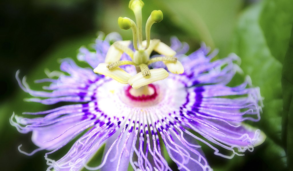 Обои макро, цветок, размытость, пассифлора, macro, flower, blur, passionflower разрешение 1920x1200 Загрузить