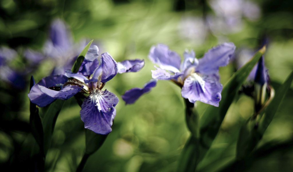 Обои цветы, лепестки, синие, ирисы, ирис, flowers, petals, blue, irises, iris разрешение 1920x1200 Загрузить