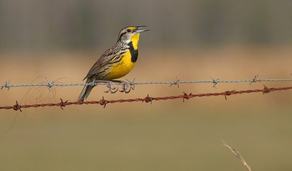 Обои природа, забор, птицы, колючая проволока, щегол, птаха, nature, the fence, birds, barbed wire, goldfinch, bird разрешение 1920x1200 Загрузить