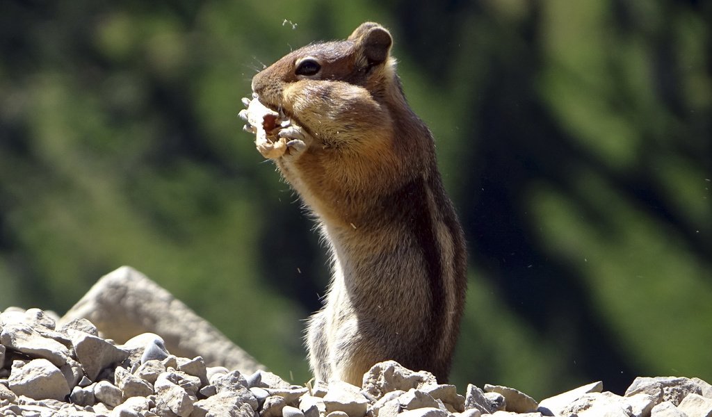 Обои животное, зверек, бурундук, грызун, animal, chipmunk, rodent разрешение 1920x1200 Загрузить