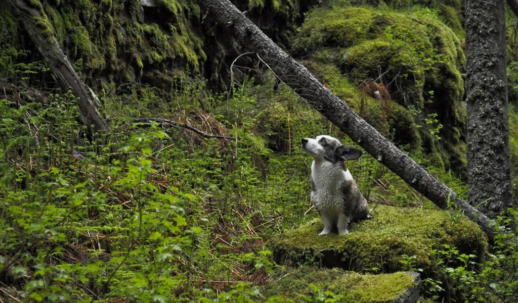 Обои природа, дерево, лес, собака, мох, собака в лесу, nature, tree, forest, dog, moss, the dog in the woods разрешение 1920x1200 Загрузить